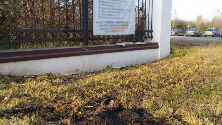 Фото: «Не пытайтесь его спасти»: кемеровчан предупреждают о диком и агрессивном хомяке 2