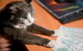 В Кузбассе двух «далёких от реальности» котов продают почти за 1 млн рублей