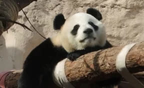 Панды в закрытом из-за коронавируса московском зоопарке заскучали без посетителей