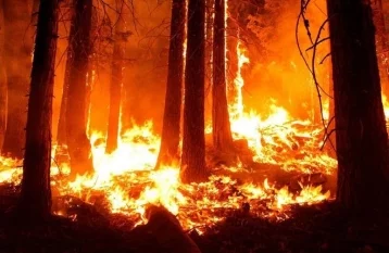 Фото: В «лесу Винни Пуха» в Англии потушили сильный пожар 1