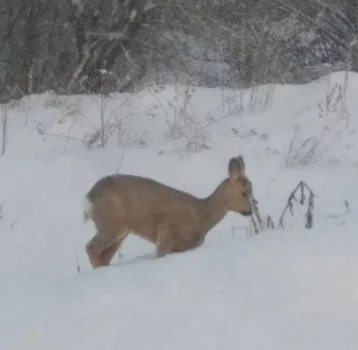 Фото: Жители Кемерова заметили оленёнка 1