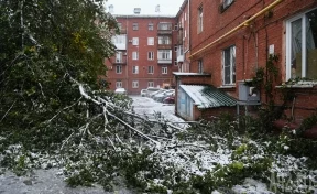 В ЕДДС Кемерова за утро поступило более 120 звонков с жалобами на сломанные ветки и упавшие деревья