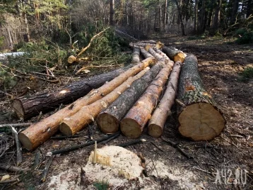 Фото: На валку деревьев в Кемерове планируют потратить более 260 000 рублей 1
