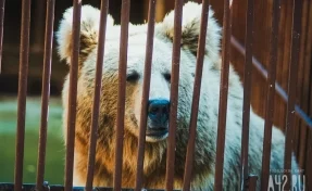 В Красноярском крае ворвавшийся на площадку с детьми медведь попал на видео