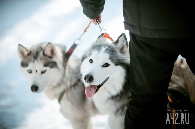 Фото: Собаки, горки и коньки: активный отдых в Кемерове на новогодних каникулах — 2022 1