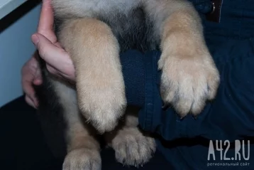 Фото: Полиция ищет мошенницу, продавшую кемеровчанке дворовую собаку под видом породистой 1
