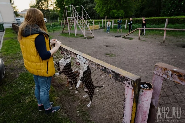 Фото: Необязательно и бесплатно: в Кузбассе ввели регистрацию домашних животных. Как поставить собаку на учёт и какая от этого польза 3