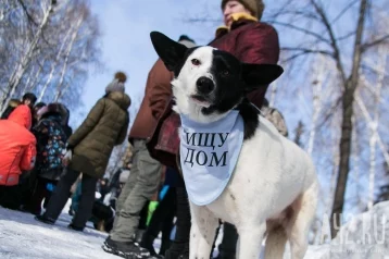 Фото: Мэрия Кемерова потратит более 8 миллионов рублей на бездомных животных 1