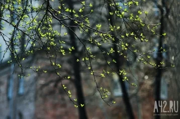 Фото: Синоптики рассказали, когда в Кузбасс придёт настоящая весна 1