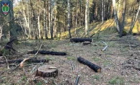 В Кузбассе госинспектор покрывал «чёрных лесорубов», они уничтожили лес на 1,95 млн рублей