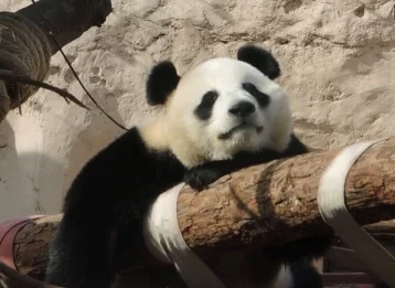 Фото: Панды в закрытом из-за коронавируса московском зоопарке заскучали без посетителей 1