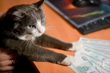 Фото: В Кузбассе двух «далёких от реальности» котов продают почти за 1 млн рублей 1