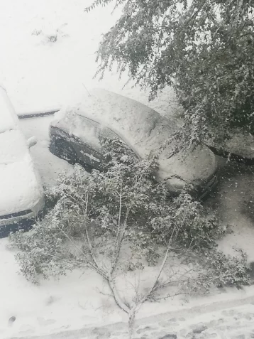 Фото: «А на улице зима!»: кемеровчане делятся в соцсетях фотографиями первого снега  3