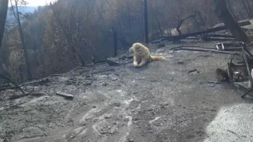 Фото: Собака почти месяц ждала хозяев у сгоревшего дома в Калифорнии 1