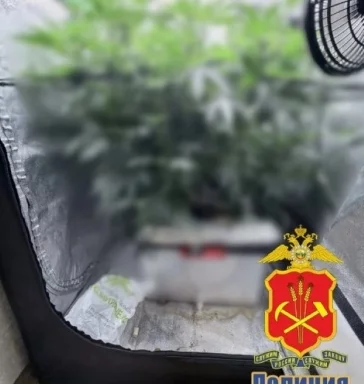 Фото: Кемеровчанин обустроил в квартире портативную теплицу для выращивания конопли  1