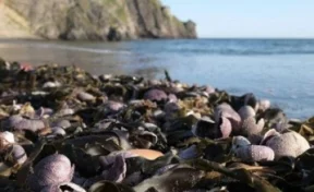 Эксперты назвали новую версию массовой гибели морских животных на Камчатке