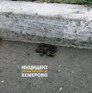 Фото: Кемеровчан напугала гадюка около детской игровой площадки 1