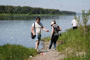 Фото: Засилье бабочек: почему в Кузбассе так много чешуекрылых в этом году 2
