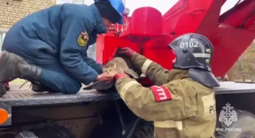 Фото: В Ярославской области сотрудники МЧС спасли застрявшего в окне кота 1