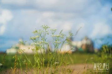 Фото: Жара без дождей: синоптики дали прогноз погоды на выходные в Кузбассе 1