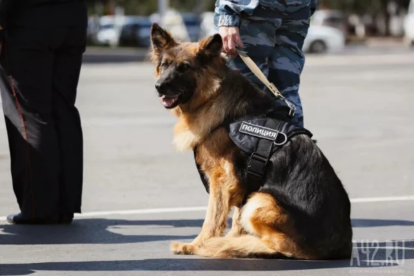 Пункты сдачи ЕГЭ будут проверять с собаками