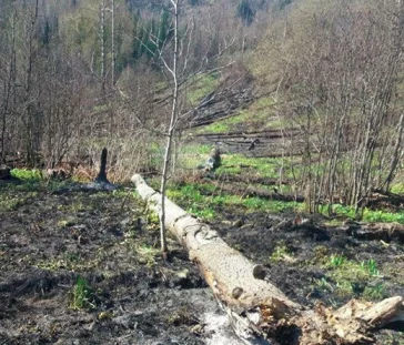 Фото: Из-за костра сгорело 100 гектаров леса в Кузбассе 3