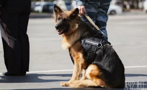 Пункты сдачи ЕГЭ будут проверять с собаками