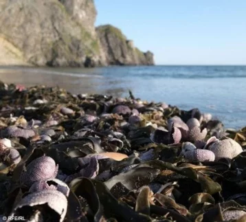 Фото: Эксперты назвали новую версию массовой гибели морских животных на Камчатке 1