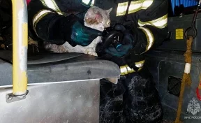  Во Владивостоке пожарные реанимировали кота, который надышался гарью 