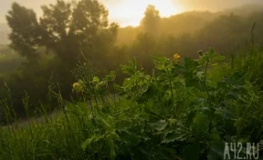 В Кузбассе предприятие оштрафовали за нарушения при обработке полей пестицидами