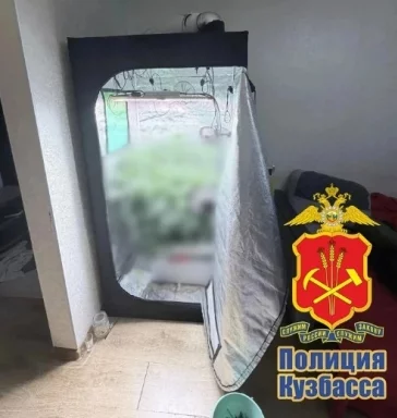 Фото: Кемеровчанин обустроил в квартире портативную теплицу для выращивания конопли  2