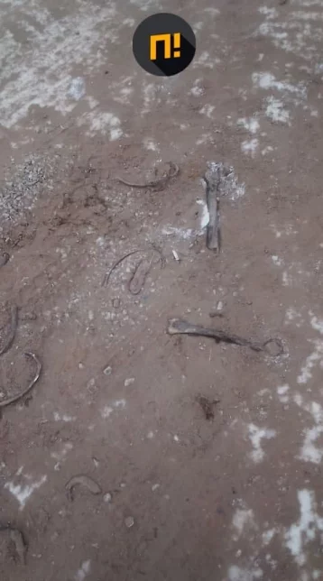 Фото: В Иркутской области дорогу посыпали песком с человеческими останками 1