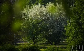 До +22: синоптики рассказали о погоде на майские выходные в Кузбассе