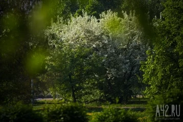 Фото: До +22: синоптики рассказали о погоде на майские выходные в Кузбассе 1