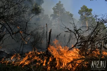 Фото: Власти рассказали о ситуации с лесными пожарами в Кузбассе  1