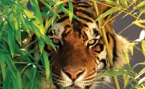 В Индии удалось снять на видео погнавшуюся за туристами тигрицу