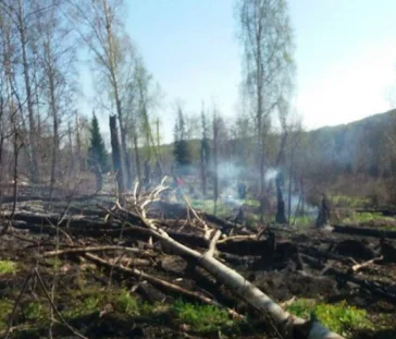 Фото: Из-за костра сгорело 100 гектаров леса в Кузбассе 4
