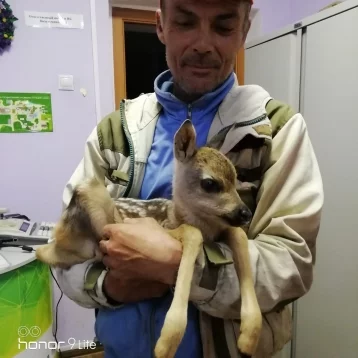 Фото: Кузбассовец в лесу спас косулёнка от собак  1