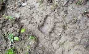 Власти отреагировали на сообщения о медведях рядом с посёлком в Кузбассе