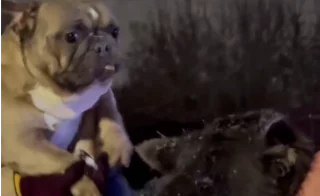 В Кемерове пожарные спасли 17 собак из частного дома