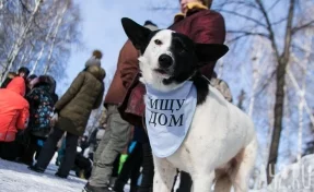 В Кузбассе хотят чипировать бездомных животных