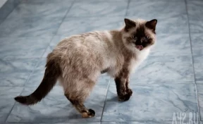 В Индонезии арестовали мужчину, который съел беременную кошку