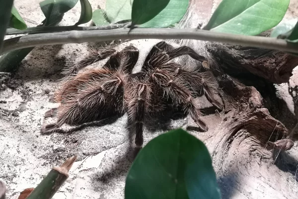 В Кемерове предприниматель без лицензии организовал в «Лапландии» выставку пауков