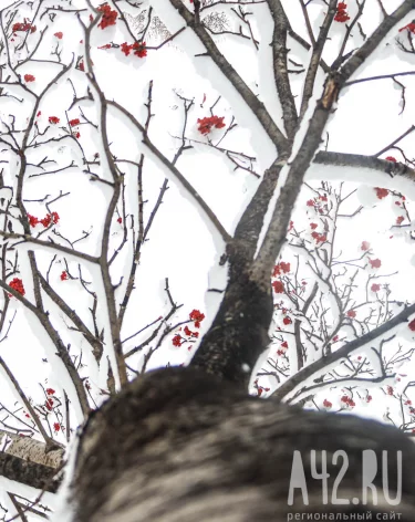 Кузбассовцев в конце недели ждут температурные качели от +1 до -27