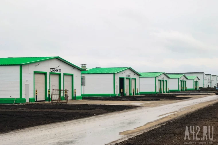 Фото: В Кузбассе открыли первую очередь животноводческого комплекса за 10 млрд рублей 5