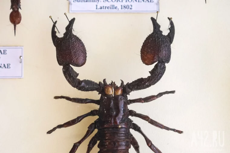 Фото: Полгода жил батраком в Таиланде, ловил бабочек в Перу, спасался от гигантских пиявок во Вьетнаме: как кемеровский энтомолог собрал 250 тысяч насекомых 31