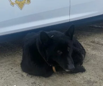 Фото: Заблудившаяся собака пришла за помощью к полицейским в Новокузнецке 3