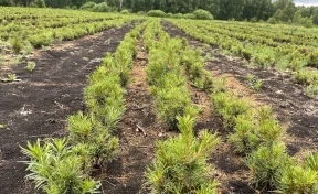 Власти: в Кузбассе восстановили почти 58 тысяч га лесов за пять лет