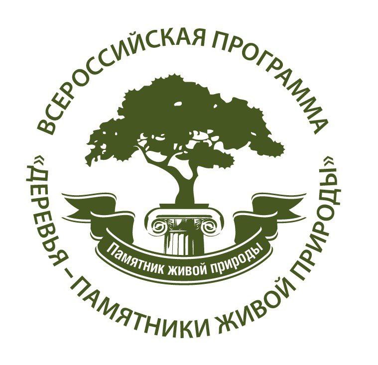 Удивительный кедр из Кузбасса стал участником конкурса «Российское дерево года-2024»