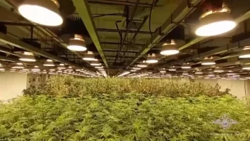 Фото: Гигантскую плантацию конопли нашли полицейские в здании бывшей школы-интерната в Кузбассе 1